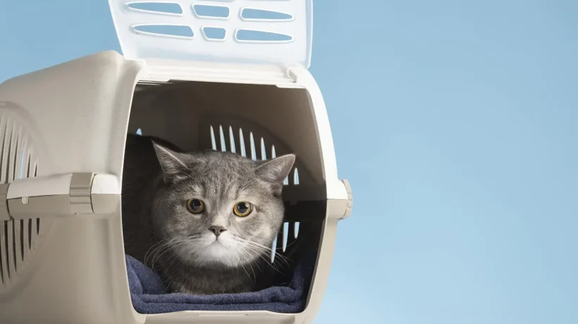 transporte de pets em ônibus