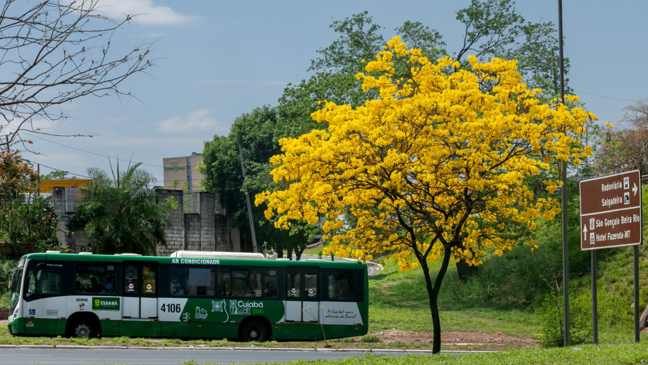 Tarifa Zero ônibus cuiabá